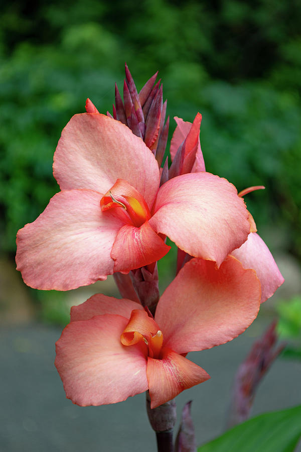 Canna Lily Flowers Photograph by Lisa Blake