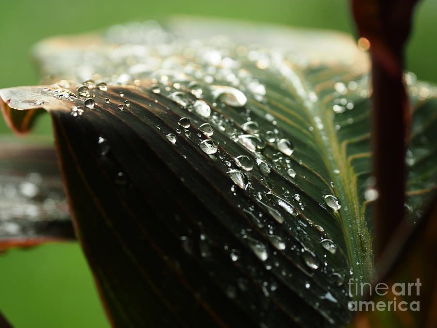 Canna Lily Leaf Photograph by Richard Thomas
