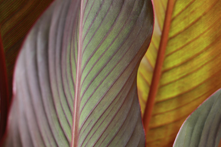 Canna Lily Leaves Photograph by Stamp City