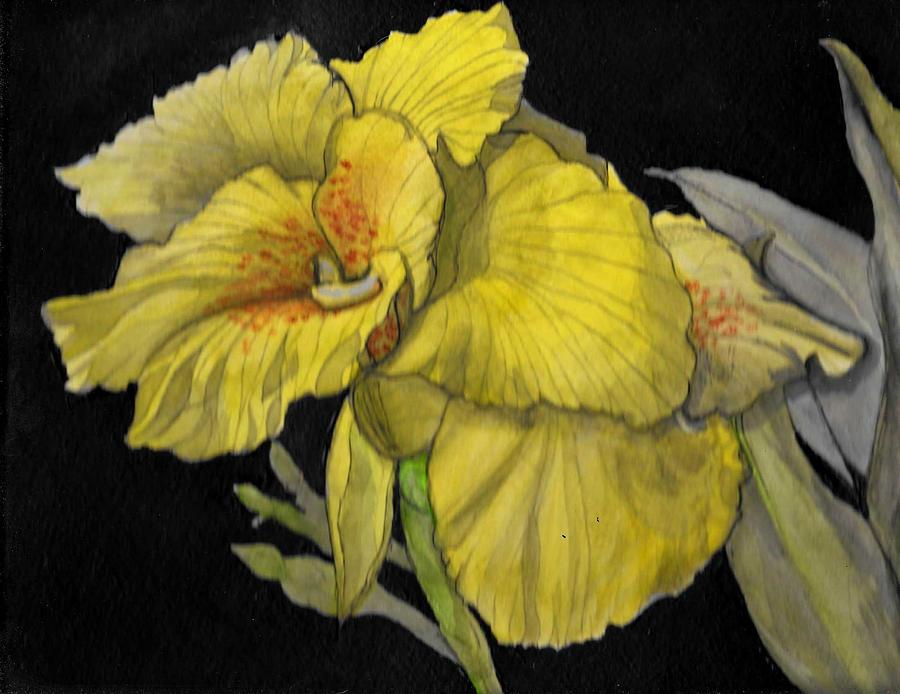 Canna lily Drawing by Mary Carley - Fine Art America