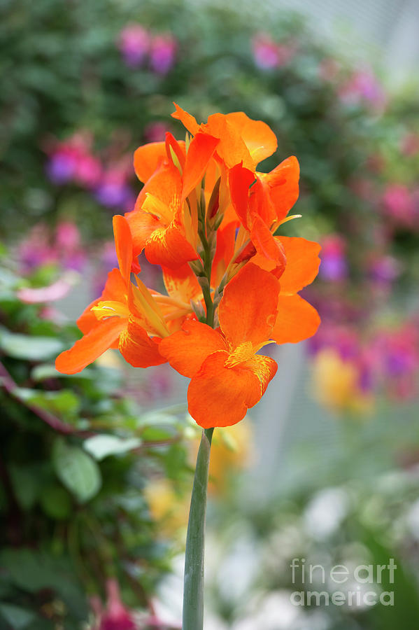 Canna Lily Orange Punch Flower Photograph by Tim Gainey