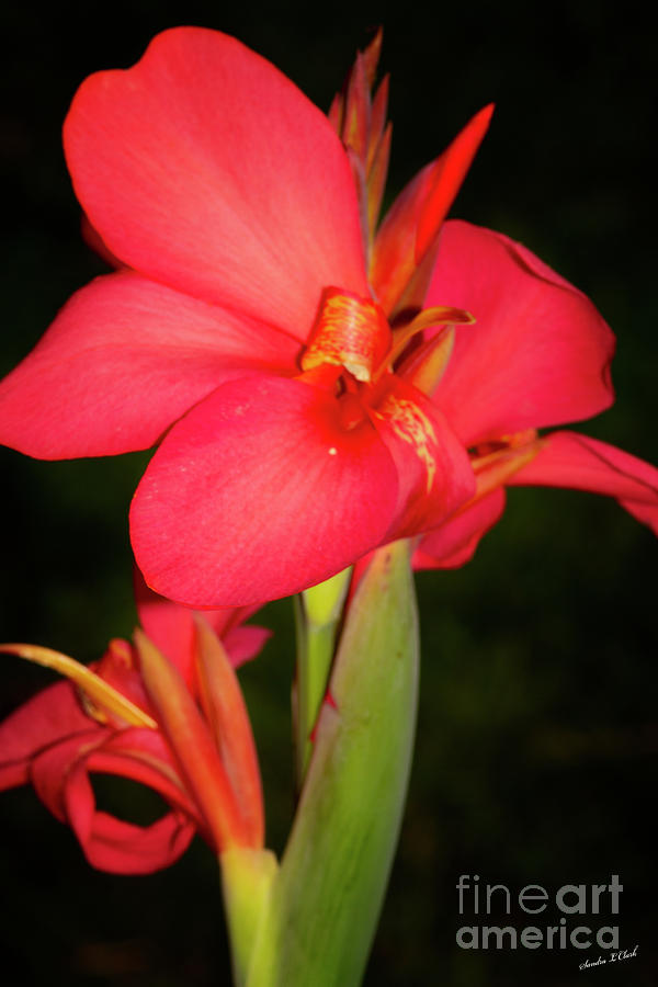 Canna Lily Photograph by Sandra Clark