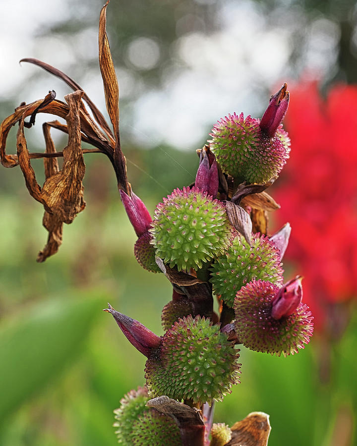 Canna Lily Seed Pods Photograph by Scott Olsen