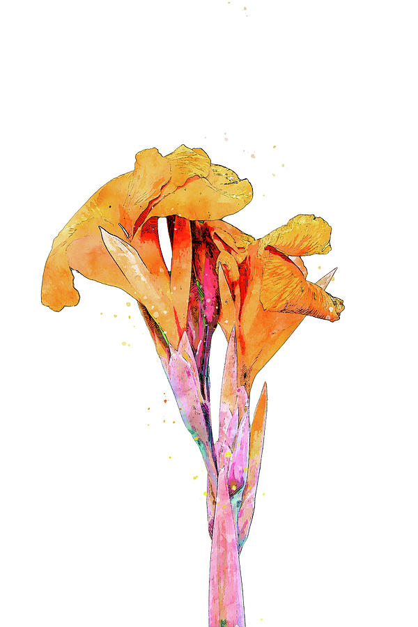 Canna Lily Tropical Flower Mixed Media by Pamela Williams