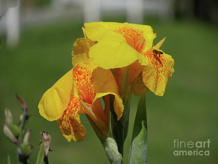 Canna Yellow blooms with a Bee Photograph by On da Raks