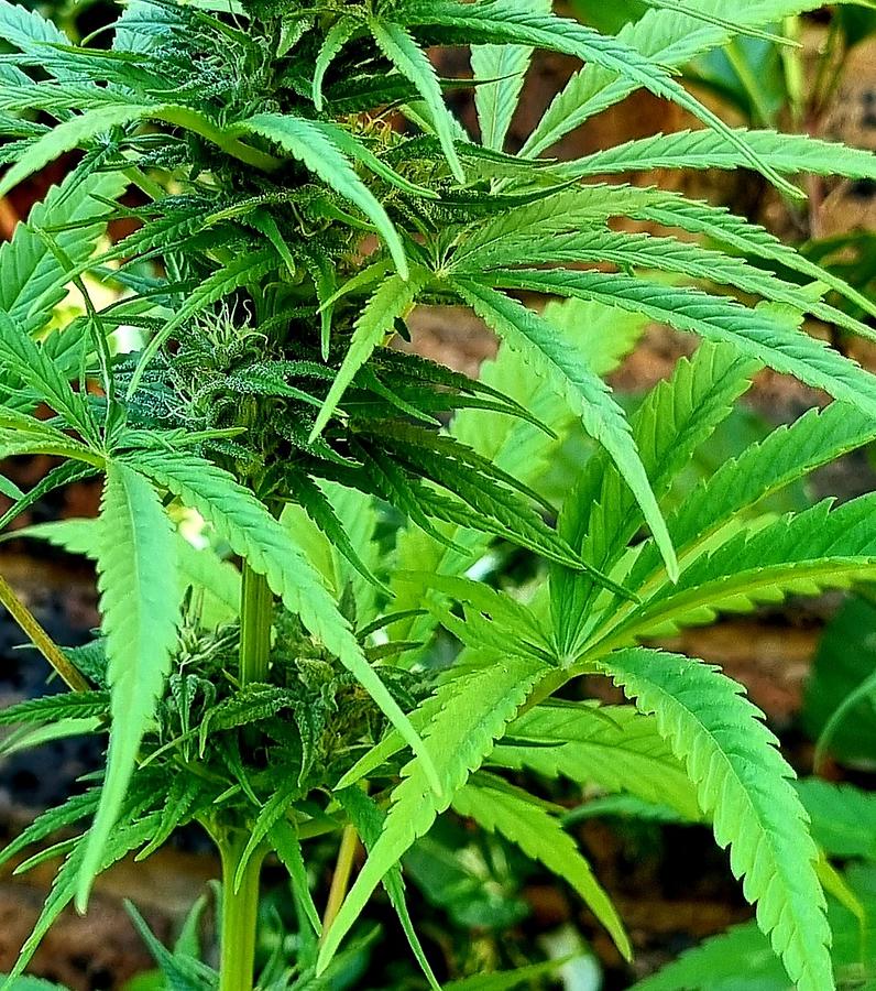 Cannabis Cover Photograph