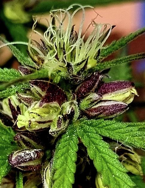 Cannabis Head and Seeds Photograph by Loraine Yaffe