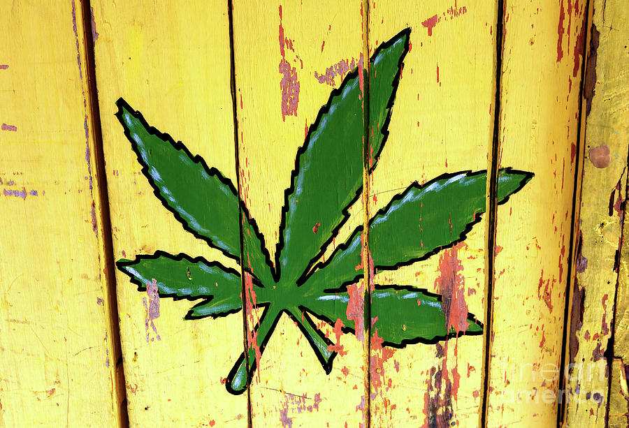 Cannabis in Bocas del Toro Panama Photograph by John Rizzuto