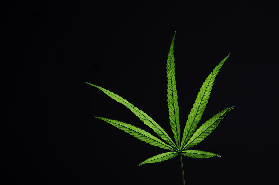 Cannabis leaf Photograph by David Trood