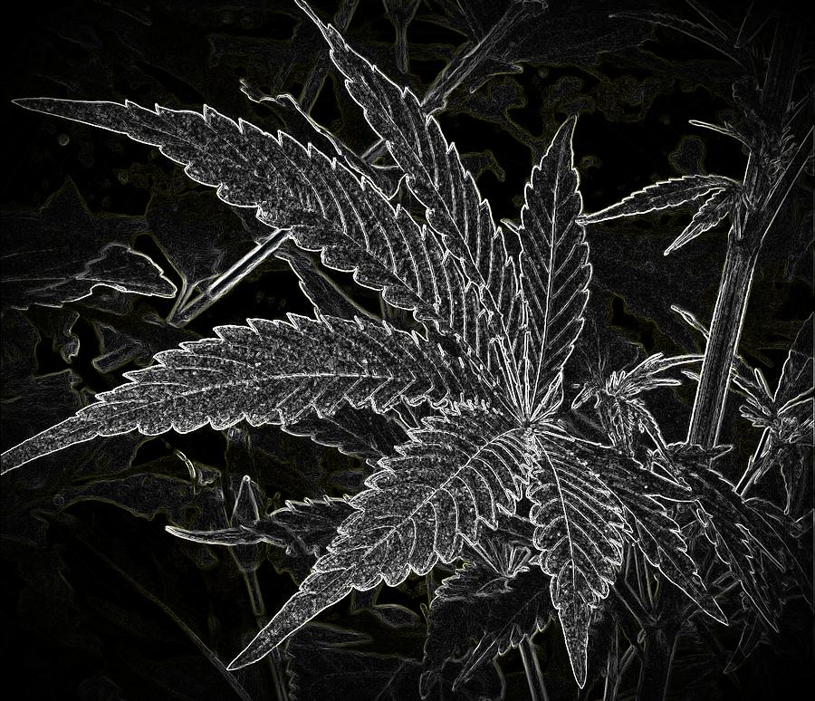 Cannabis Leaf in Line Digital Art by Loraine Yaffe