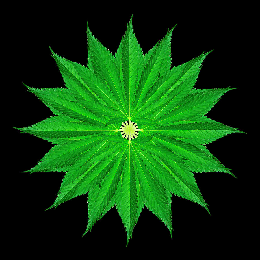 Cannabis Leaf Kaleidoscope Black Photograph by Luke Moore