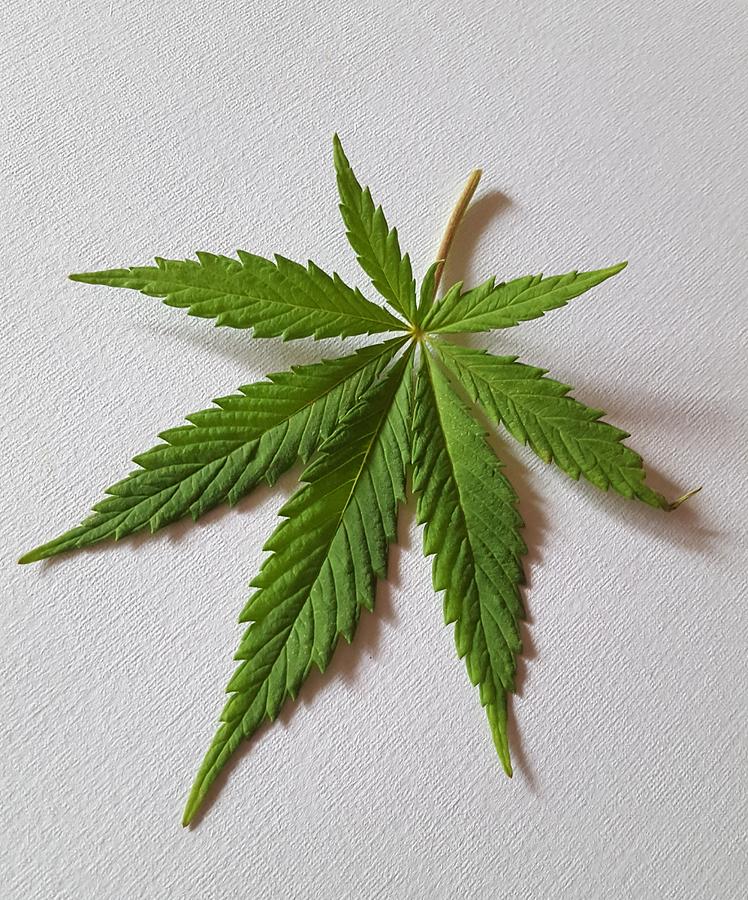 Cannabis Leaf Photograph by Loraine Yaffe