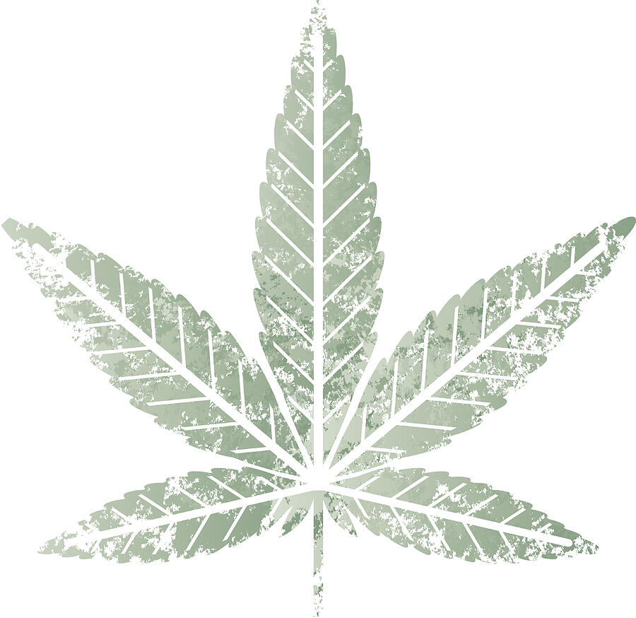 Cannabis leaf stencil Drawing by Johnwoodcock