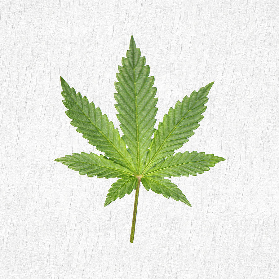 Cannabis Leaves Digital Art by Alan Schroeder