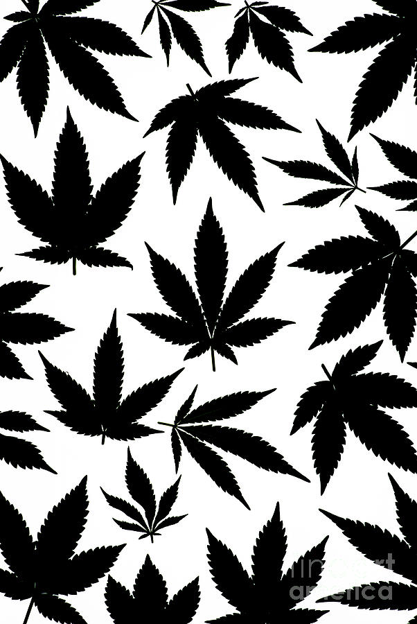 Cannabis Leaves Black and White Photograph by Tim Gainey