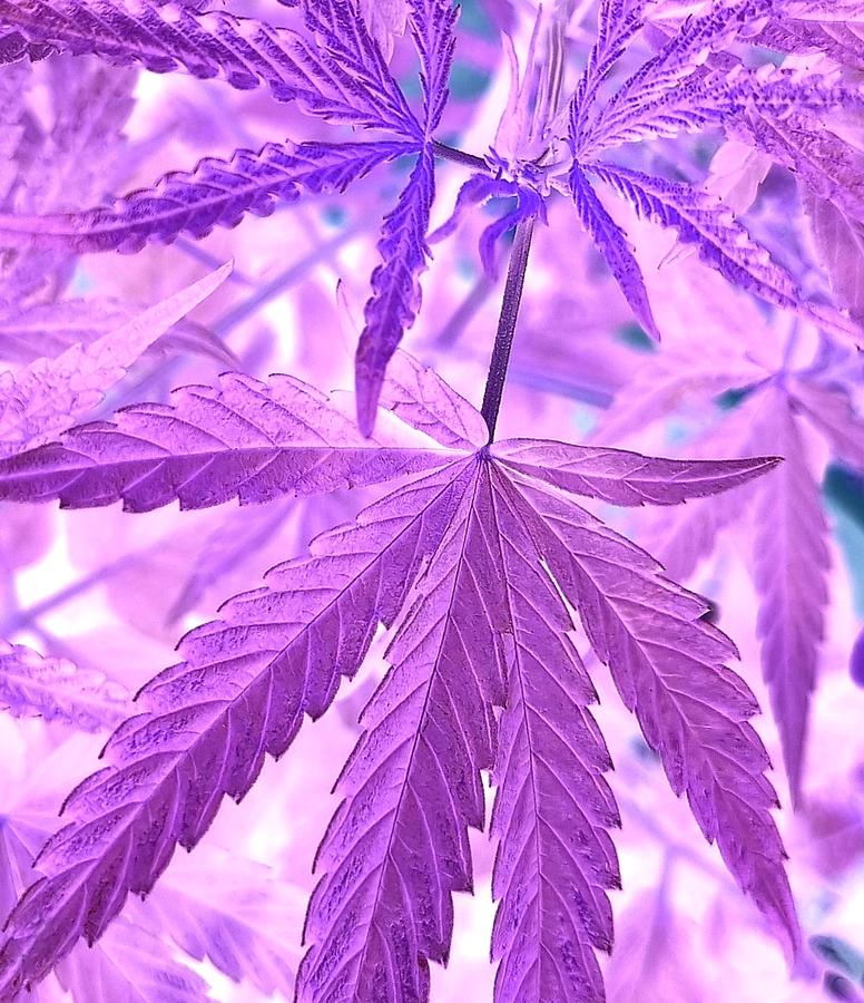 Cannabis Leaves in Lavender Digital Art by Loraine Yaffe