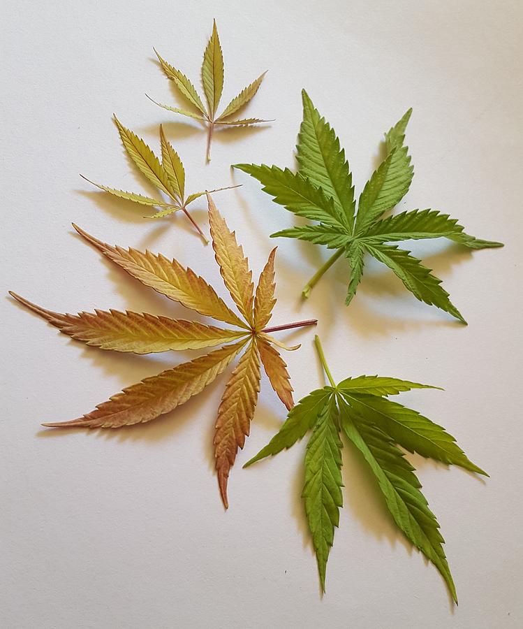 Cannabis Leaves in Various Colours Photograph by Loraine Yaffe