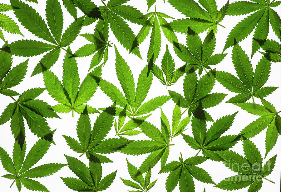 Cannabis Leaves Photograph by Tim Gainey