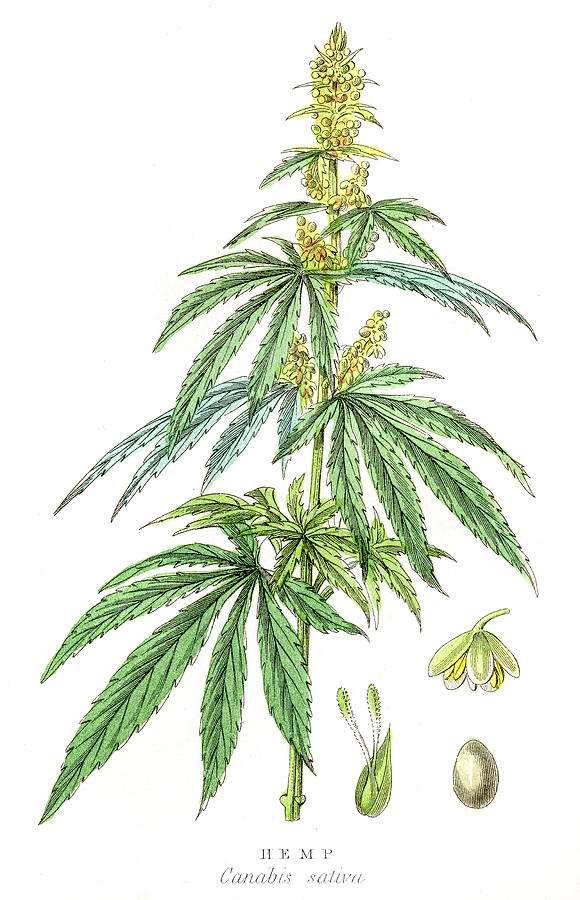 Cannabis plant botanical engraving 1857 Drawing by Thepalmer