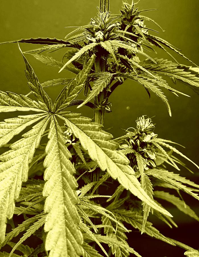 Cannabis Plant In Olive Green Photograph