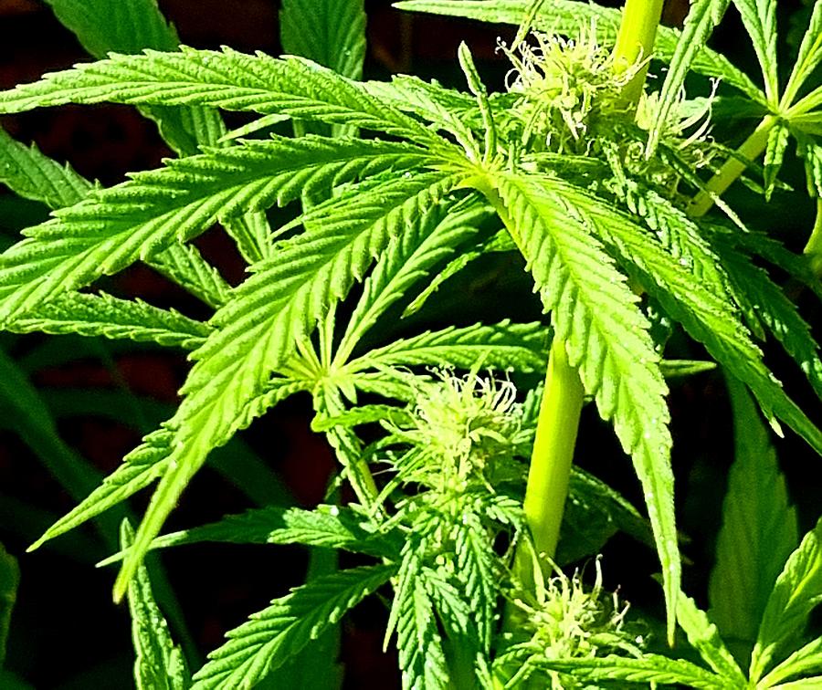 Cannabis Plant With Heads Photograph