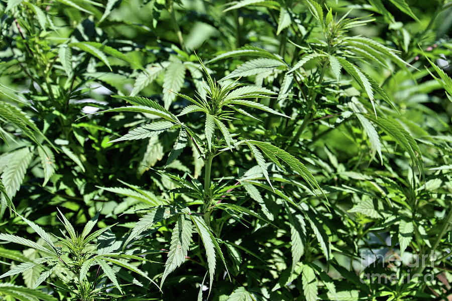 Cannabis Pot Weed Marijuana Photograph by Vivian Krug Cotton