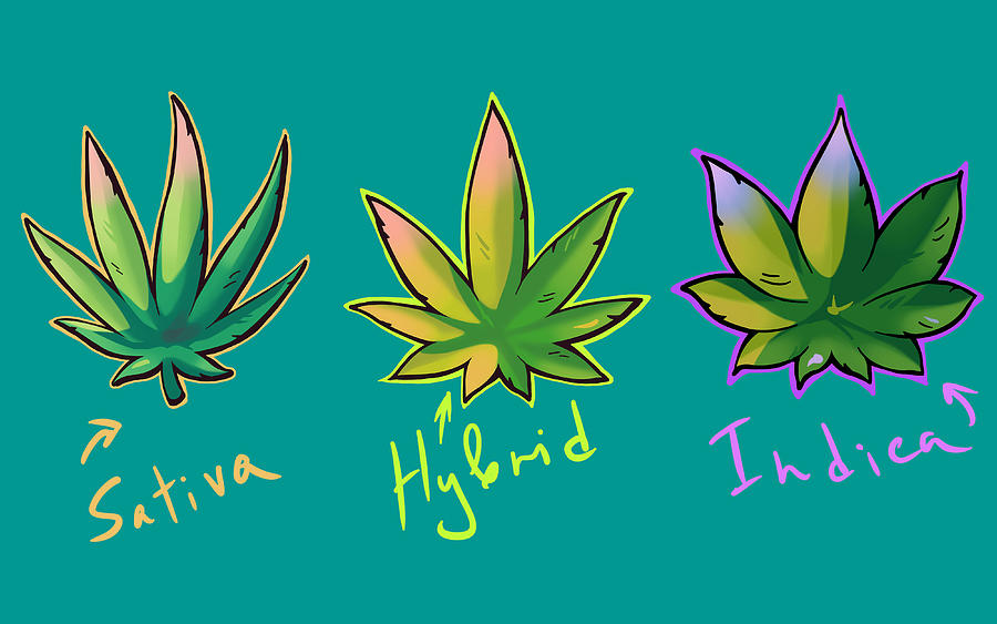 Cannabis sativa, indica and hybrid leaves in graffiti style Digital Art