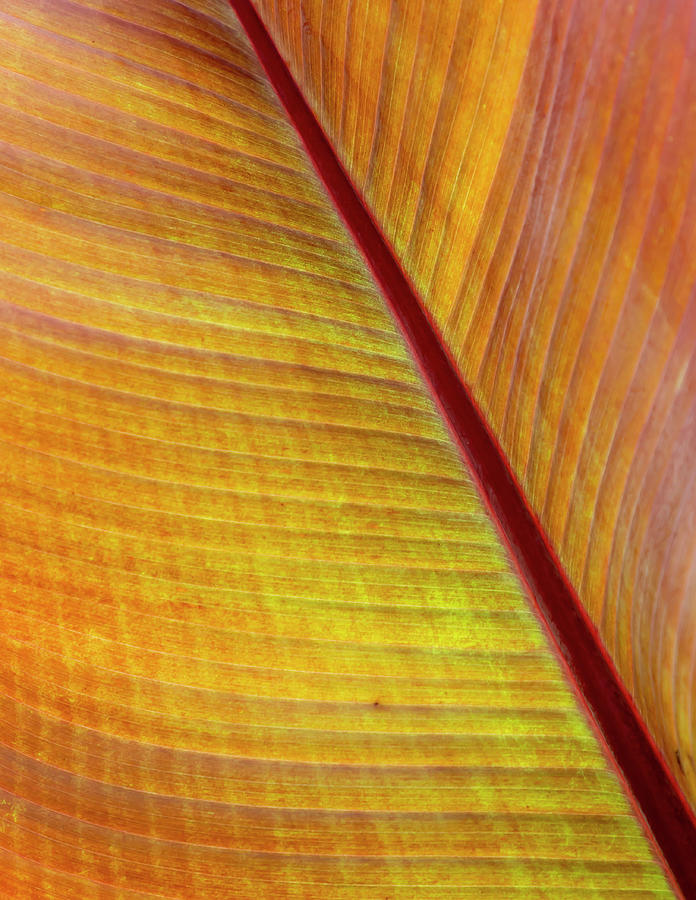 Cannas Leaf Abstract Photograph by Cate Franklyn