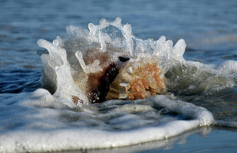 Cannonball Jellyfish Photograph by Charles Slate | Fine Art America