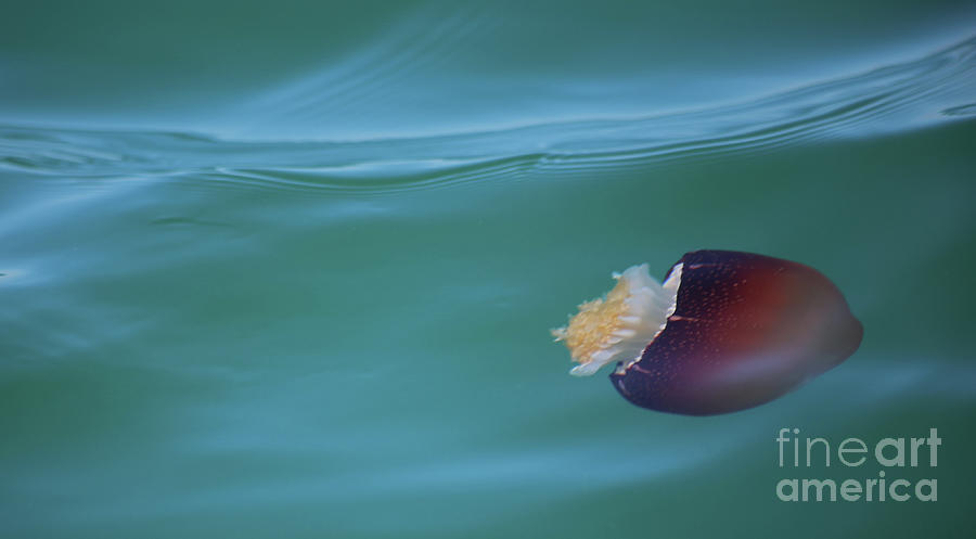 cannonball jellyfish