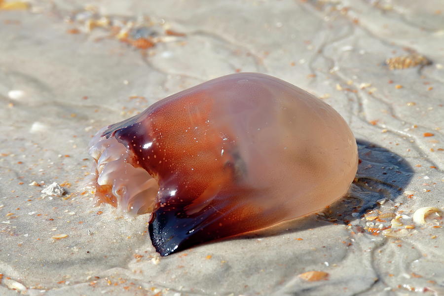 Cannonball Jellyfish On The Beach Photograph by Daniel Caracappa Fine