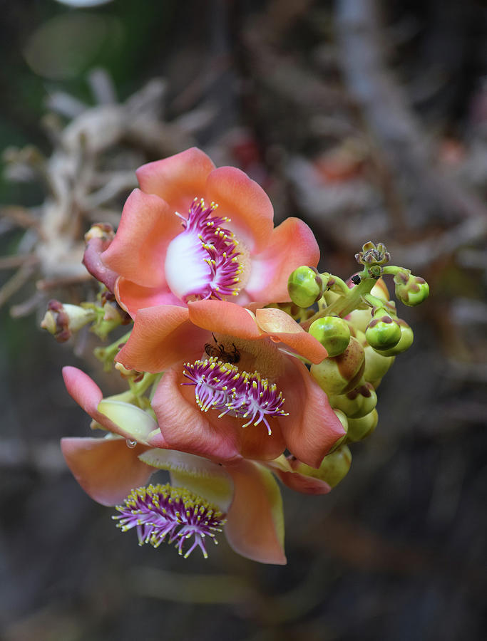 Cannonball Tree Flower Photograph by Brenda Burns