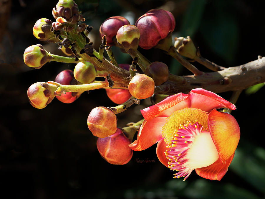 Cannonball Tree Flower Photograph by Penny Lisowski