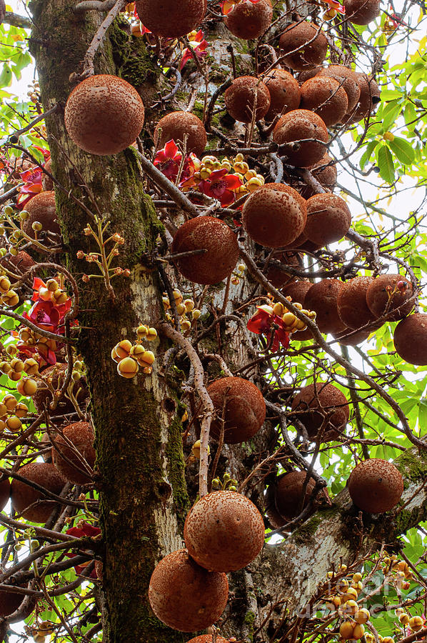 Cannonball Tree with Fruit and Flowers Photograph by Bob Phillips