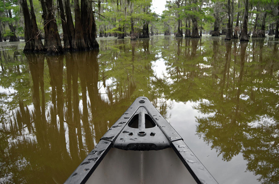 Canoe Bow on Caddo Lake Bald Cypress Tree Canopy Reflection Texas Photograph by Shawn OBrien