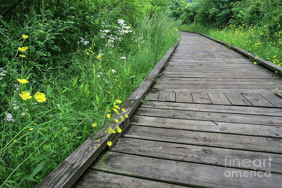 Canoe Creek Photograph - Canoe Creek Boardwalk by Dale Kohler Canoe Creek Photograph - Canoe Creek Boardwalk by Dale Kohler