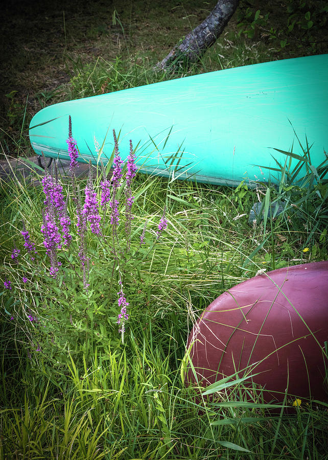 Canoes in the Flowers Photograph by Debra and Dave Vanderlaan
