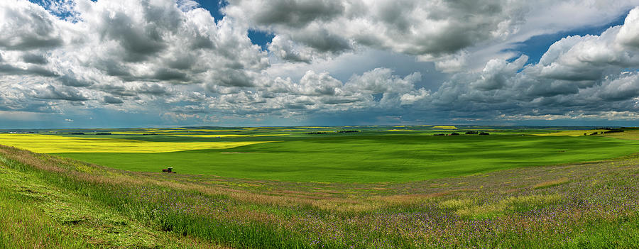 Summer Photograph - Canola and Wheat Under a Darkening Sky by Phil And Karen Rispin