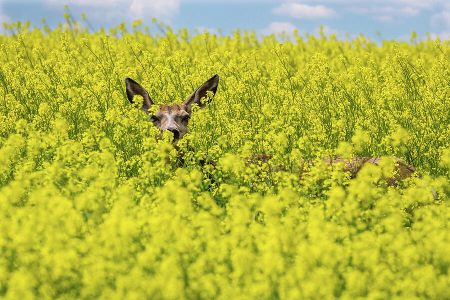 Canola Deer Photograph by Tracy Munson