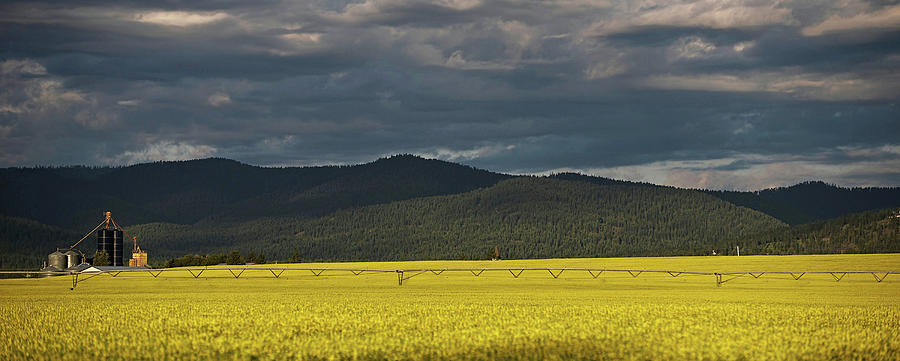 Canola Field And Elevator Photograph