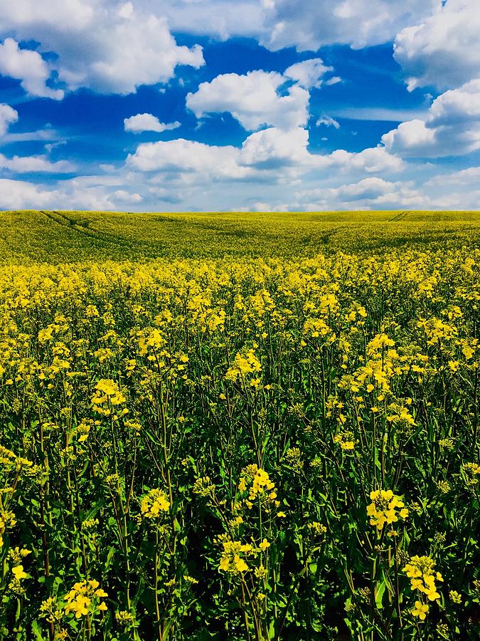 Canola Field in Bloom Photograph by Kathrin Poersch - Fine Art America