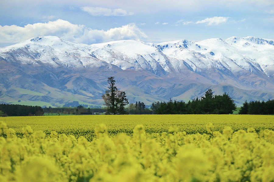 Canola Field in New Zealand Photograph by Pla Gallery