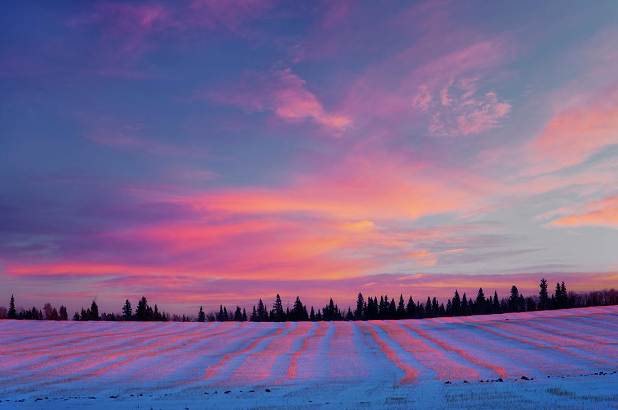 Canola Field in Snow Photograph by Dan Jurak