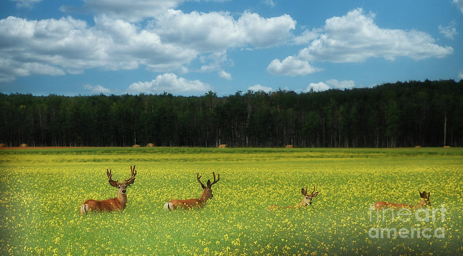 Canola Field Visitors Photograph by Elaine Manley