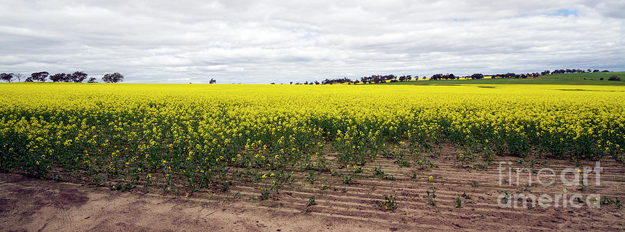 Canola Field, York, Western Australia Photograph by Elaine Teague