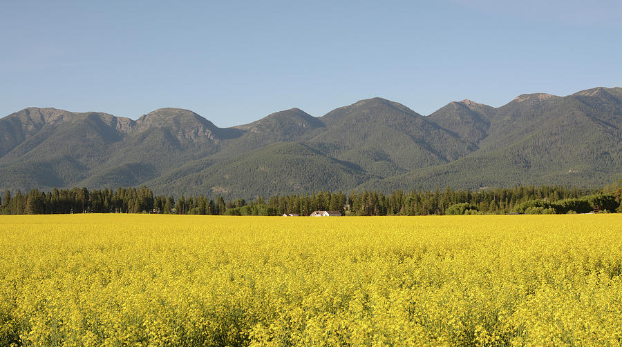 Canola Fields Photograph by Whispering Peaks Photography