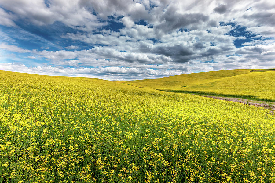 Canola in Bloom Photograph by David Patterson