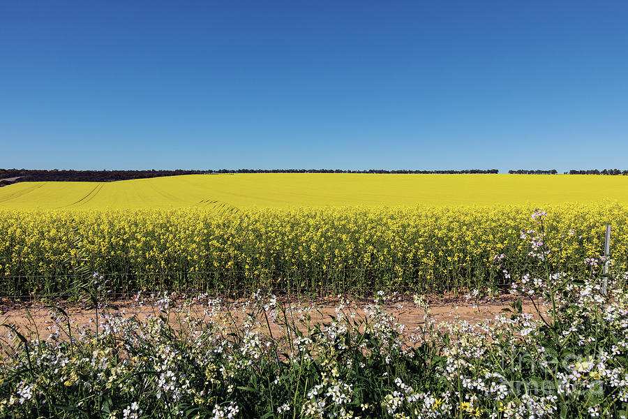 Canola in Tenindewa, Western Australia Photograph by Elaine Teague