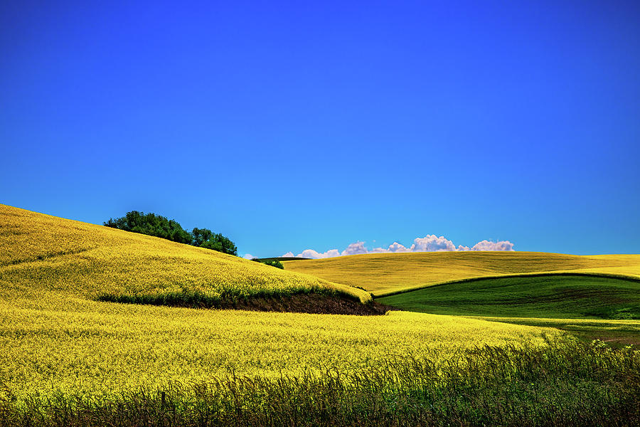 Canola in the Palouse Photograph by David Patterson