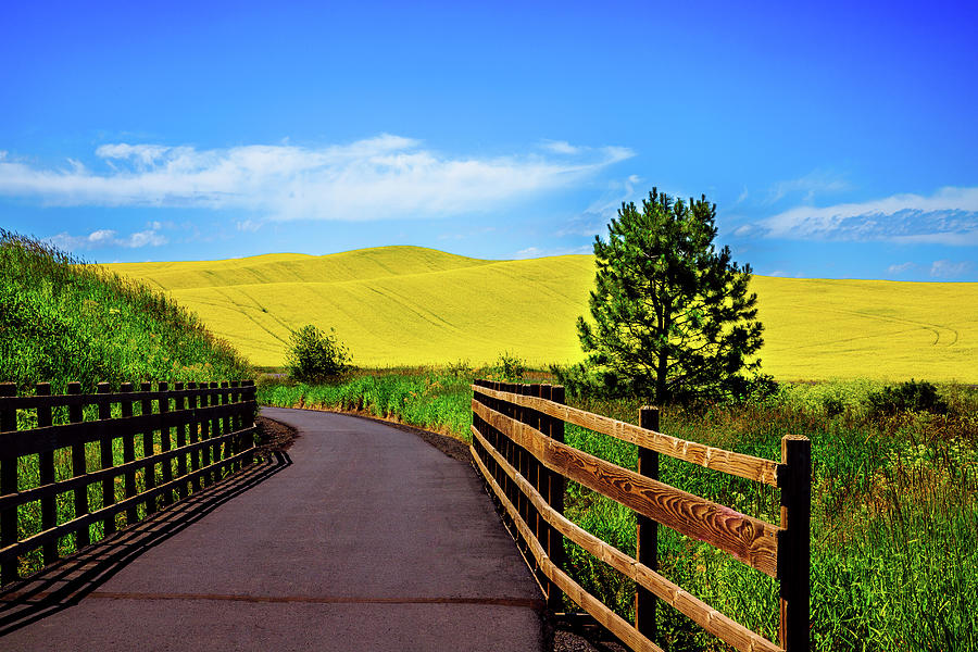 Canola On The Trail Photograph